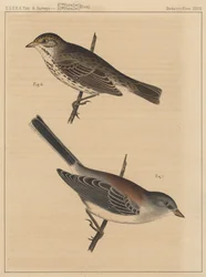 Vögel, Tafel XXVIII, 1855